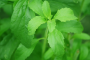 Stevia, propiedades medicinales y beneficios de su consumo