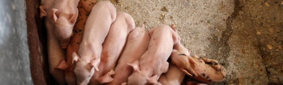 España atiborra al ganado con antibióticos